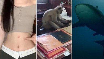 Jovens usam macaco trabalhador sob efeito de cocaína. Entenda! (Montagem/R7)