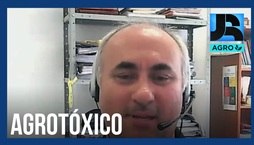 Pesquisador da Embrapa explica alta na procura pelo abacaxi orgânico no país (Reprodução / R7)