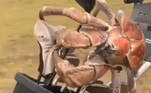 Um caranguejo gigante da Ilha Christmas, a 1.500 km a oeste do continente australiano, invadiu um campo de golfe local e deu fim ao taco de um jogador