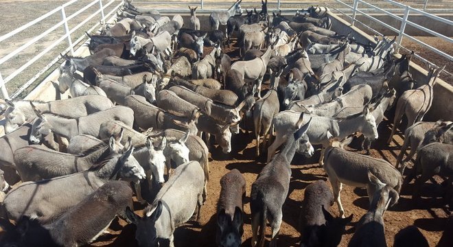  Jumentos reunidos para abate em frigorífico em Miguel Calmon (BA), em imagem de 2016, quando Ministério Público chegou a suspenter a atividade