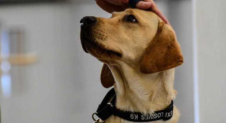 K-9: os agentes da CIA que recebem treinamento especial