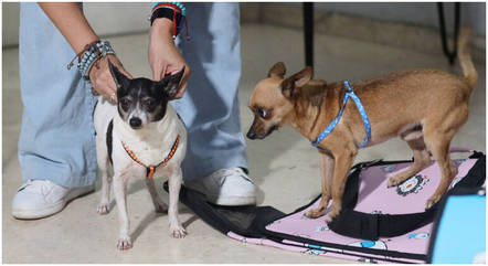 Karolina Vasquez Ramirez prepara seus cachorros, Bingo e Dasha, em sua casa antes de partir para o aeroporto, em Havana, Cuba