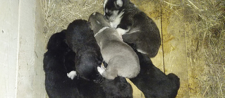 foram 5 fêmeas e 2 machos 