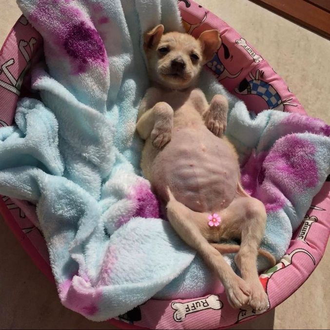 A cachorrinha Kiara foi encontrada em uma valeta de Curitiba, no Paraná