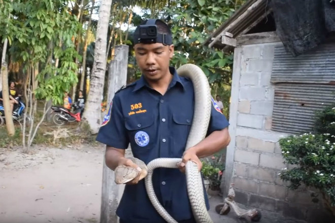 Homem tenta capturar cobra-real pela cauda, mas acaba intimidado - Hora 7 -  R7 Hora 7