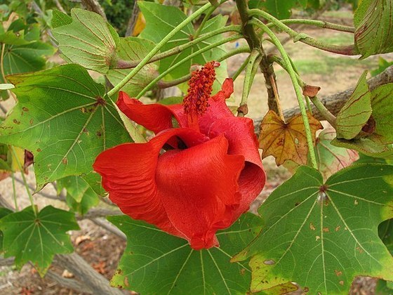 Koki'o - Uma das mais raras e sob risco de extinção. Típica da ilha de Moloka'i , no Havaí (EUA). Chegou a ser dada como extinta, mas uma planta foi encontrada e reproduzida. 