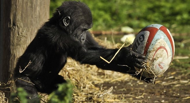 Kukena nasceu no zoológico de Bristol em 2011