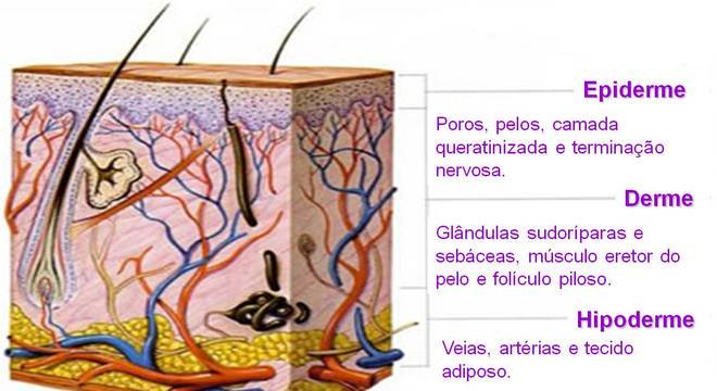 Lábios – características, função, anatomia e histologia