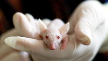 Governo proíbe uso de animais em pesquisas com cosméticos