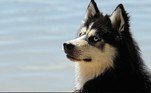Segundo a polícia, essas marcações servem para identificar cachorros carosLEIA ISSO: Ratos gigantes deixam moradores em pânico: 'Assumiram o controle'