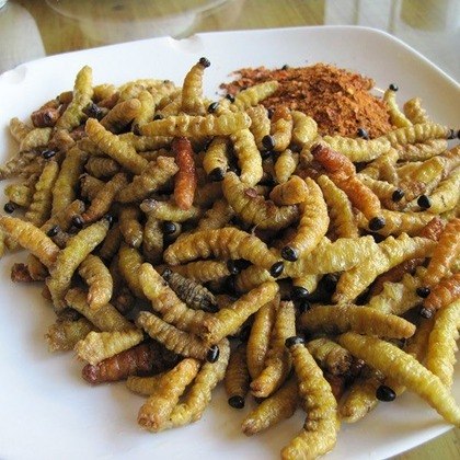 África do SulNo dia de Natal, a ceia dos sul-africanos conta com lagartas fritas, iguaria rica em proteínas