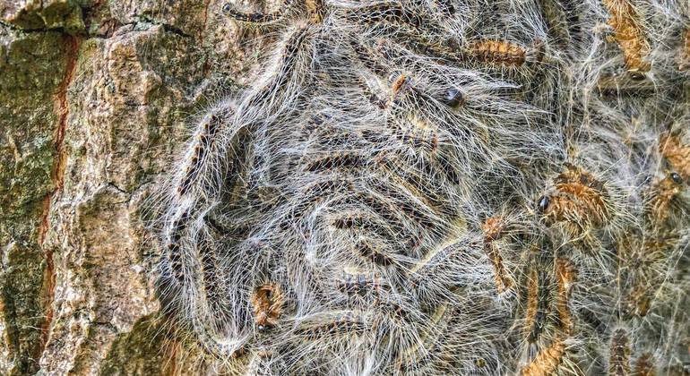 Ninhos de lagartas tóxicas podem ser  encontrados na casca de árvores de carvalho