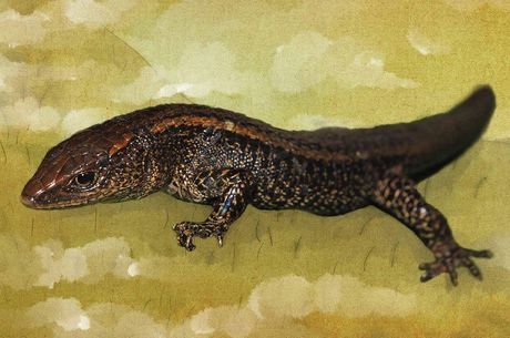 Lagarto apelidado de Marrom Gigante, da família Riolama