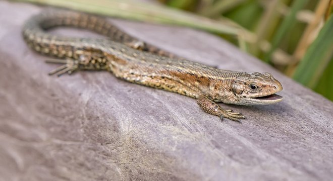 O maior desafio enfrentado pelo lagarto comum é a destruição do seu habitat natural