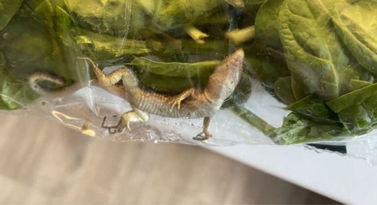 Lagarto sobreviveu mais de uma semana dentro de saco de espinafre numa geladeira