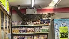 Lagarto gigantesco escala prateleira de loja e deixa geral apavorado