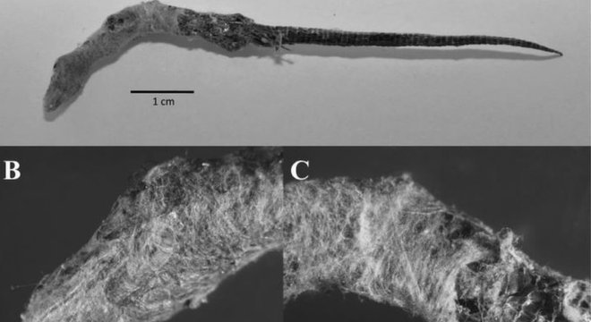 Lagarto nativo foi encontrado parcialmente envolto na seda da falsa-viúva-negra