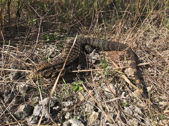 Outra espcie que se tornou invasora na Flrida  o lagarto tei, que chegou ao Everglades de maneira semelhante e virou um problema ecolgico. Suspeita-se que existam centenas de milhares de lagartos desse tipo no parque