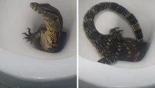 Assustador! Turista flagra lagarto gigante saindo de privada de hotel