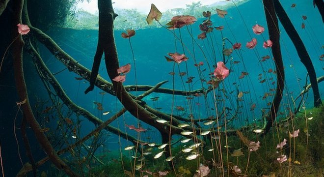 Os peixes tetra que vivem em cavernas perderam a capacidade de regenerar o tecido do coração