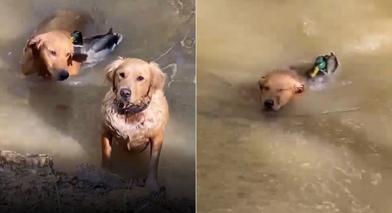 Pato mal-encarado perseguiu e expulsou cachorro de lagoa nos EUA