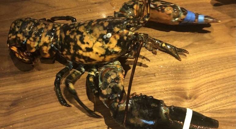 Lagosta cálico, encontrada em escala de uma em 30 milhões, quase virou comida