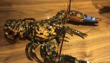 Lagosta raríssima é salva da panela por funcionários de restaurante
