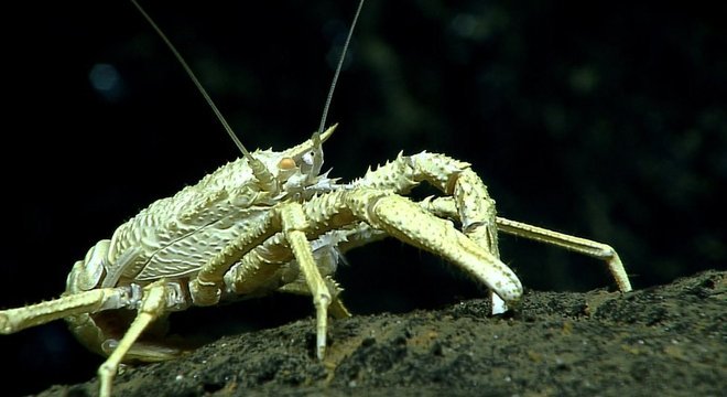 As espécies que vivem no fundo do oceano enfrentam condições extremas
