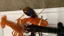 Uma em 10 milhões! Pescador fisga lagosta alaranjada raríssima e a salva de virar refeição