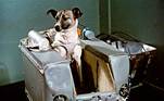 Laika entrou para a história como o primeiro animal a orbitar a Terra, em 1957. Apesar do feito e ter se tornado heroína para os soviéticos, a história do voo do animal foi tristíssimo, um acúmulo de decisões ruins e o envio dela para a morte