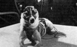 A previsão era que Laika morresse de privação de oxigênio, em 15 segundos, após sete dias de órbitaVEJA MAIS: Deputada é acusada de usar foto em sessão virtual para fingir presença