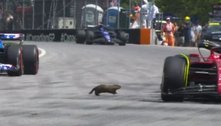 Animal invade a pista e assusta pilotos em treino da Fórmula 1