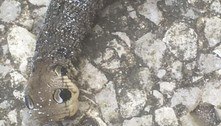 Lagarta de mariposa em jardim é confundida com 'cobra velha e seca'