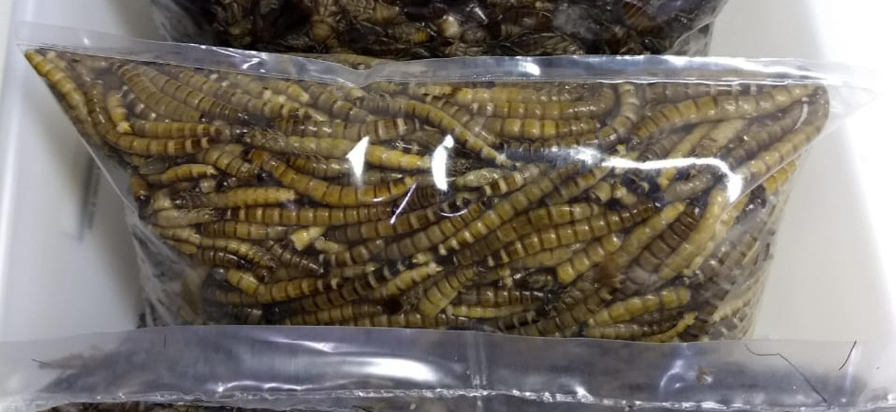 Insetos embalados e prontos para serem usados em refeições (Divulgação/Ginaldo Neves de Menezes)