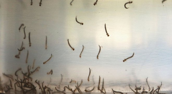 Mosquitos especializados em picar pessoas tendem a se reproduzir na água.
