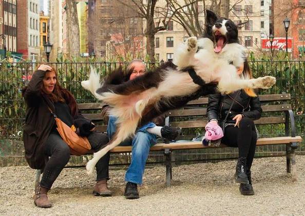 “Latindo”: Nas categorias “cachorro” e “escolha do público”, a foto de Chris Porsz flagra um doguinho dando um salto acrobático na frente de três pessoas. Será que foi ensaiado?