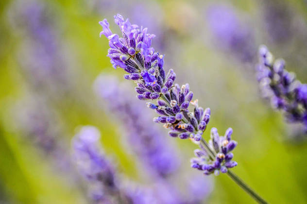 Conhecida por seu uso em produtos de cuidados pessoais e de ambientes, a lavanda também pode ser útil para a saúde. Estudos conduzidos nas últimas décadas sugerem benefícios no controle da ansiedade, melhora do sono, do humor e no alívio de dores de cabeça. Veja a seguir