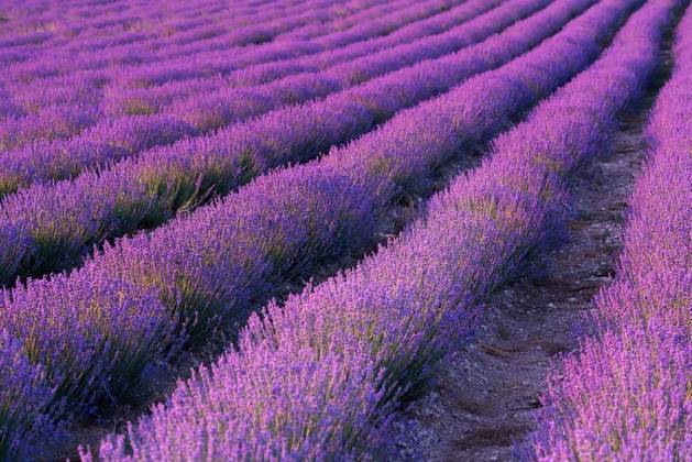 Usada desde a Roma antiga como aditivo de banho, a lavanda hoje está presente em uma série de produtos, até mesmo como suplemento para ansiedade e depressão, embora os estudos ainda não sejam conclusivos. Há, porém, indicativos de que ela pode ter um componente calmante