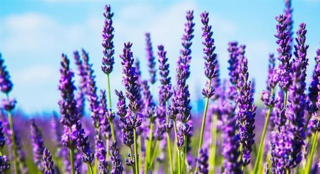 Lavanda – Usos, Benefícios, Contraindicações e Cuidados