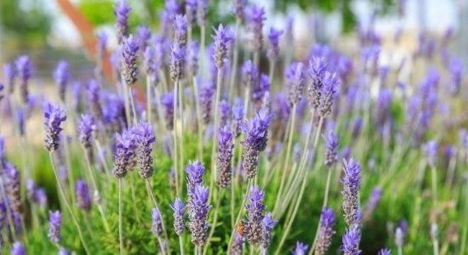 Lavanda