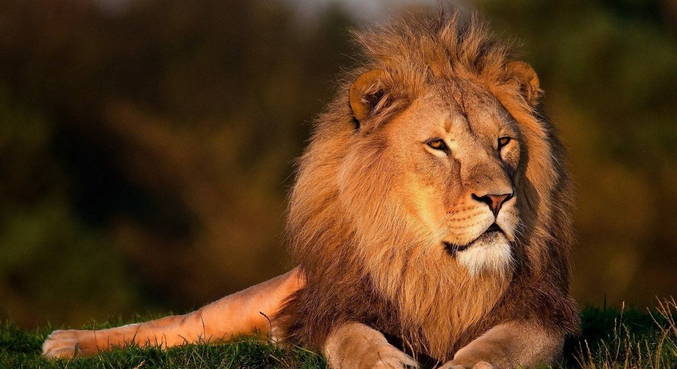 Leão atacou três crianças em área de conservação na Tanzânia