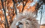 'Eu capturei essas imagens para ajudar a promover o Glen Garriff Conservation Lion Sanctuary nas mídias sociais', explicou Needham, conforme reportado pelo tabloide Daily Mail