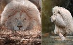 As novas fotos de Moya, o leão branco com juba perfeita, não deixam dúvida: ele é o mais 