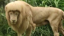 Leão 'de franja' é flagrado em zoológico da China e viraliza nas redes sociais