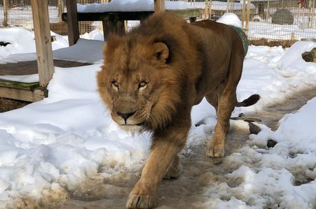 Um dos 15 leÃµes do zoo atacou e matou Alexandra