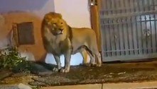 Leão escapa de circo, passeia em cidade e deixa moradores aterrorizados