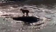 Leoa sobe em carcaça de hipopótamo e acaba cercada por dezenas de crocodilos