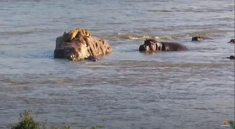 Mesmo com o leão completamente cercado, um dos hipopótamos queria mais...