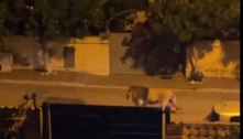 Após fugir de circo, leão deixa cidade italiana em alerta
