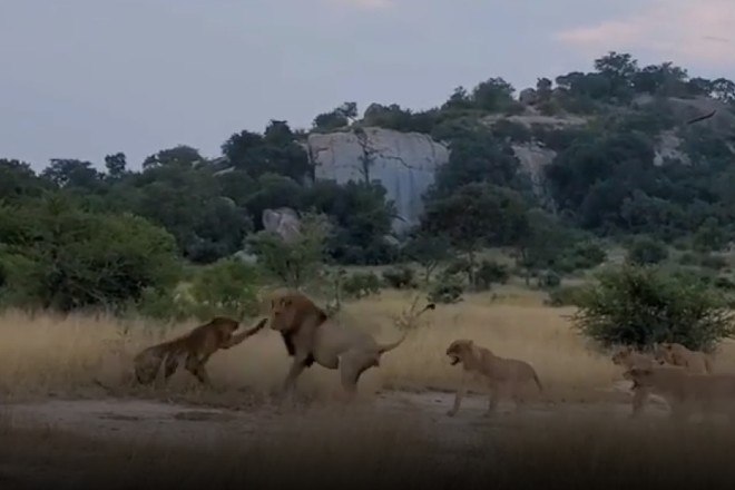 Touro bravo põe tigre para correr, e especialista culpa a 'presença humana'  no local - Hora 7 - R7 Hora 7